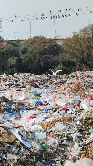 A large open area filled with a significant accumulation of mixed rubbish and waste materials, predominantly comprising plastic bags, discarded packaging, and other debris scattered across the ground. The waste appears loosely piled, with some items partially buried under others, indicating an unmanaged or illegal dumping site. In the middle distance, a few white birds, likely seagulls, are seen pecking or hovering above the rubbish, attracted by the debris. Behind the waste, there are trees with sparse foliage, suggesting a natural backdrop that contrasts with the refuse in the foreground. The sky above is overcast, casting diffuse light over the scene, and in the background, a bridge or elevated road structure with a series of electrical wires and poles is visible, with a few birds perched on the wires. The scene emphasizes the importance of proper waste disposal and highlights the need for professional rubbish removal services like Rubbish Removal Paddington to prevent such illegal dumping sites.